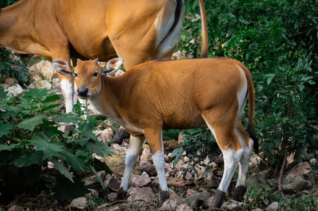 Close-up of a brown calf standing in lush greenery on a farm. Perfect for agricultural themes.