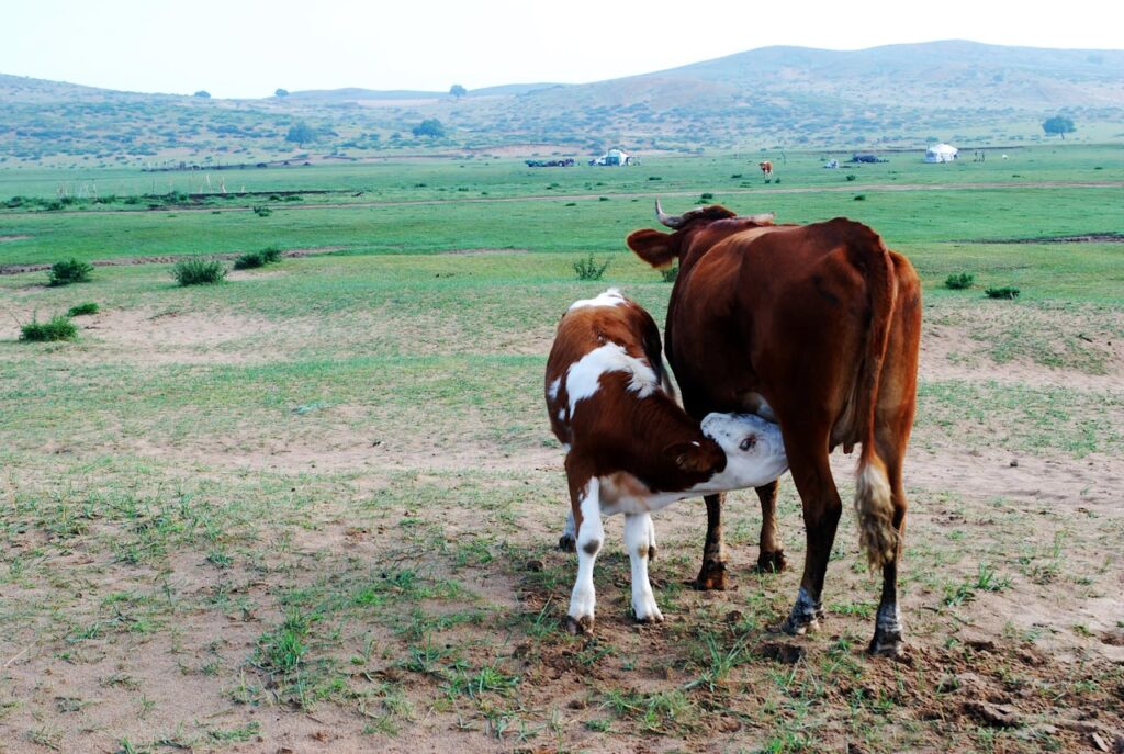 A cow and calf in a green open pasture, symbolizing peaceful rural life.